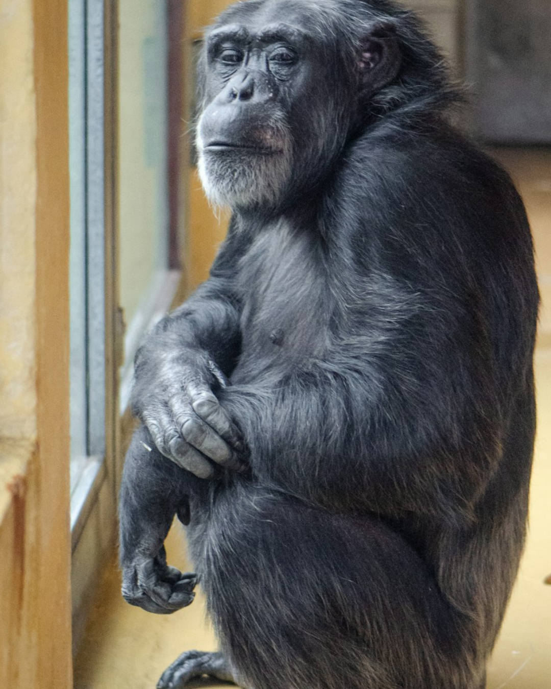 5% TIERSCHUTZPENDEN